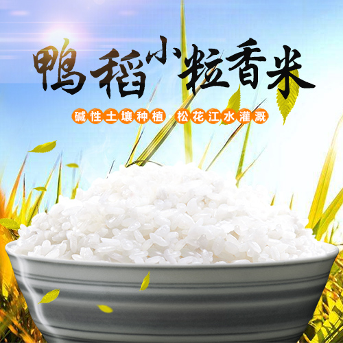 东北碱土绿色种植小粒香